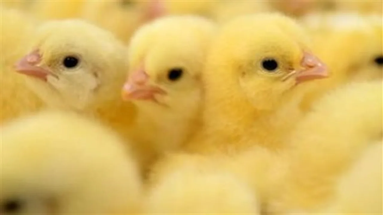 فوارق سعرية.. تقلبات تكلفة الكتاكيت في الأسواق وموقف شركة الوادي اليوم